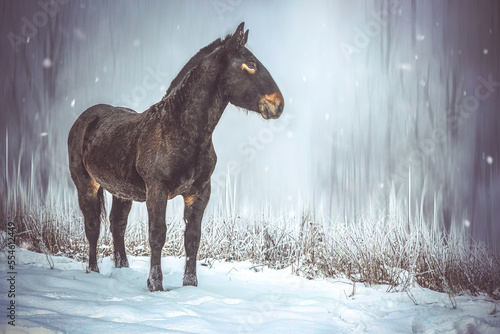 Portrait of a bay brown noriker coldblood draft horse weanling foal in winter outdoors