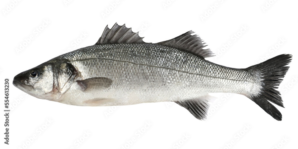 European bass, (Dicentrarchus labrax), isolated on white European bass, (Dicentrarchus labrax), isolated on white
