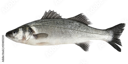European bass, (Dicentrarchus labrax), isolated on white photo
