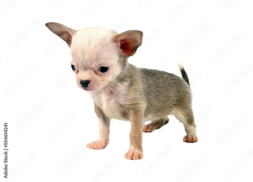 Fototapeta premium Funny puppy Chihuahua poses