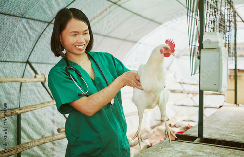 Animal veterinary, chicken farming and woman do medical assessment, inspection or health exam in hen house. Happy asian doctor, poultry and wellness test for bird flu, growth research or care in barn photo