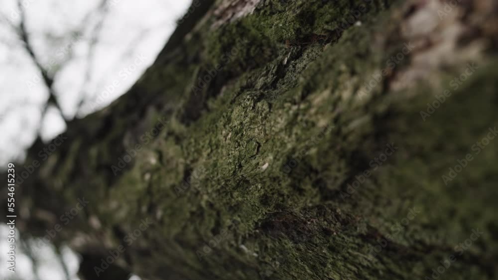Slow motion closeup vertical shot of larch tree with mos on a bark Slow motion closeup vertical shot of larch tree with mos on a bark