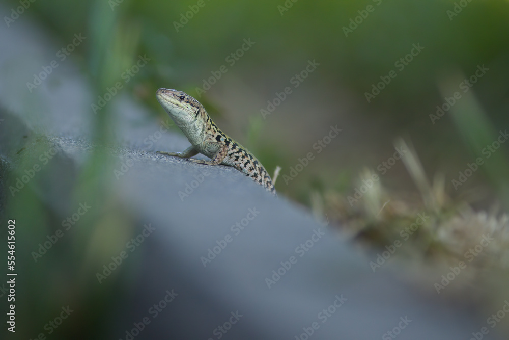 Fototapeta premium Wild lizard Lacerta agilis near human summer house in sunny day