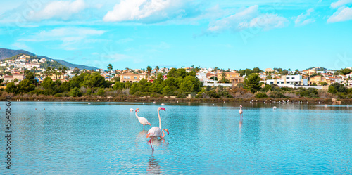 pink flamingo in blue water ( Calpe in Spain) photo