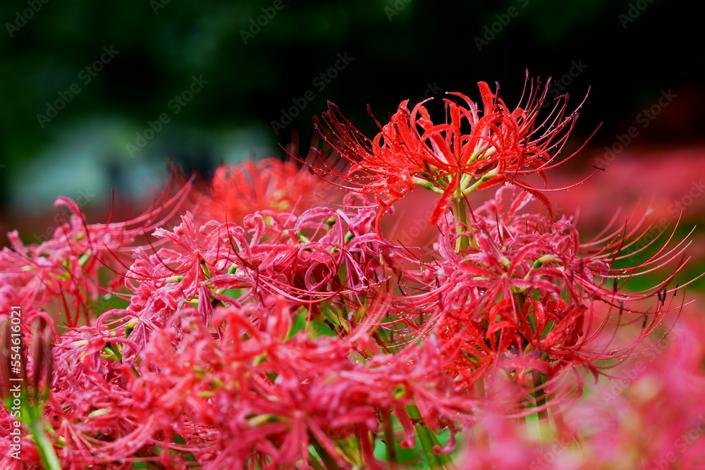 Close up of clustering red spider lilies Close up of clustering red spider lilies