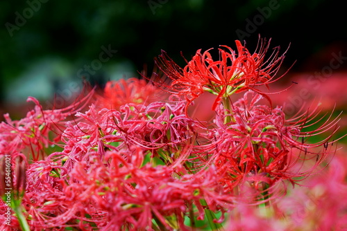 Close up of clustering red spider lilies