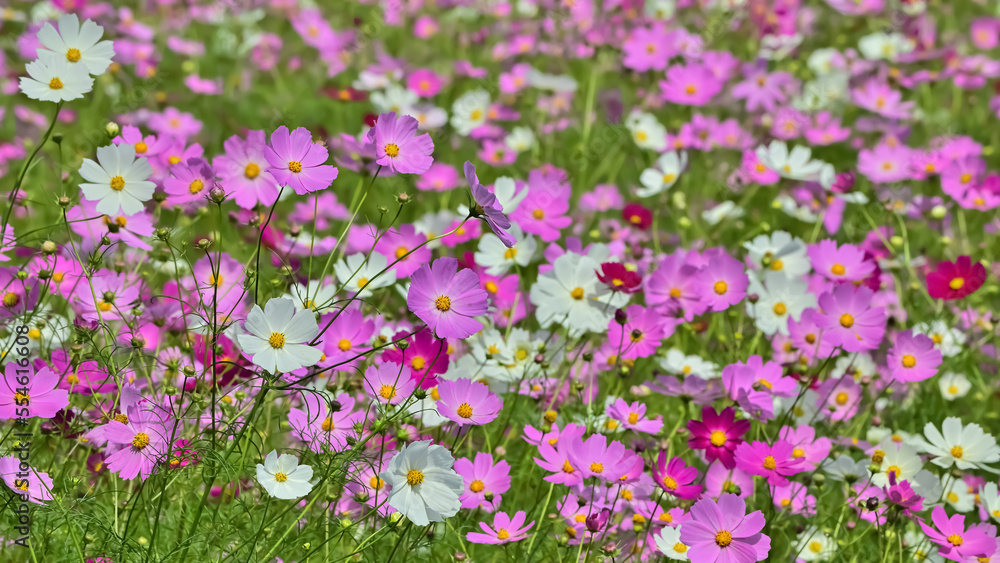 コスモスの花（Cosmos flower）