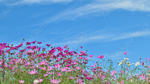 コスモスの花（Cosmos flower）