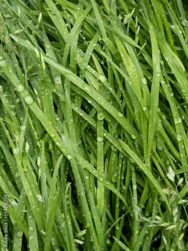 Water drops on fresh green grass background. Green grass background.