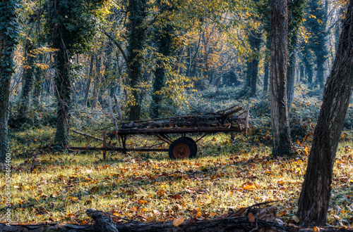 A wagon in the woods photo