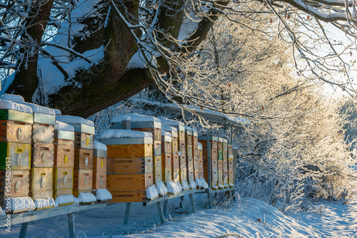 bee hives in winter - bee breeding (Apis mellifera) in beautiful winter sunny day