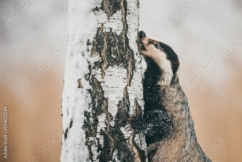 The European badger (Meles meles) harvests food from a tree trunk, portrait, close-up. Winter, lots of snow, cold.