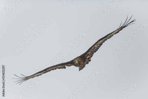 The golden eagle  Aquila chrysaetos  flying in the sky  isolated on the background.