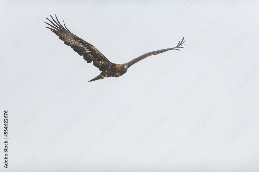 The golden eagle (Aquila chrysaetos) flying in the sky, isolated on the background. The golden eagle (Aquila chrysaetos) flying in the sky, isolated on the background.