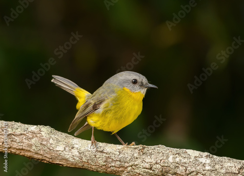 Eastern yellow robin (Eopsaltria australis) perch on a branch. photo