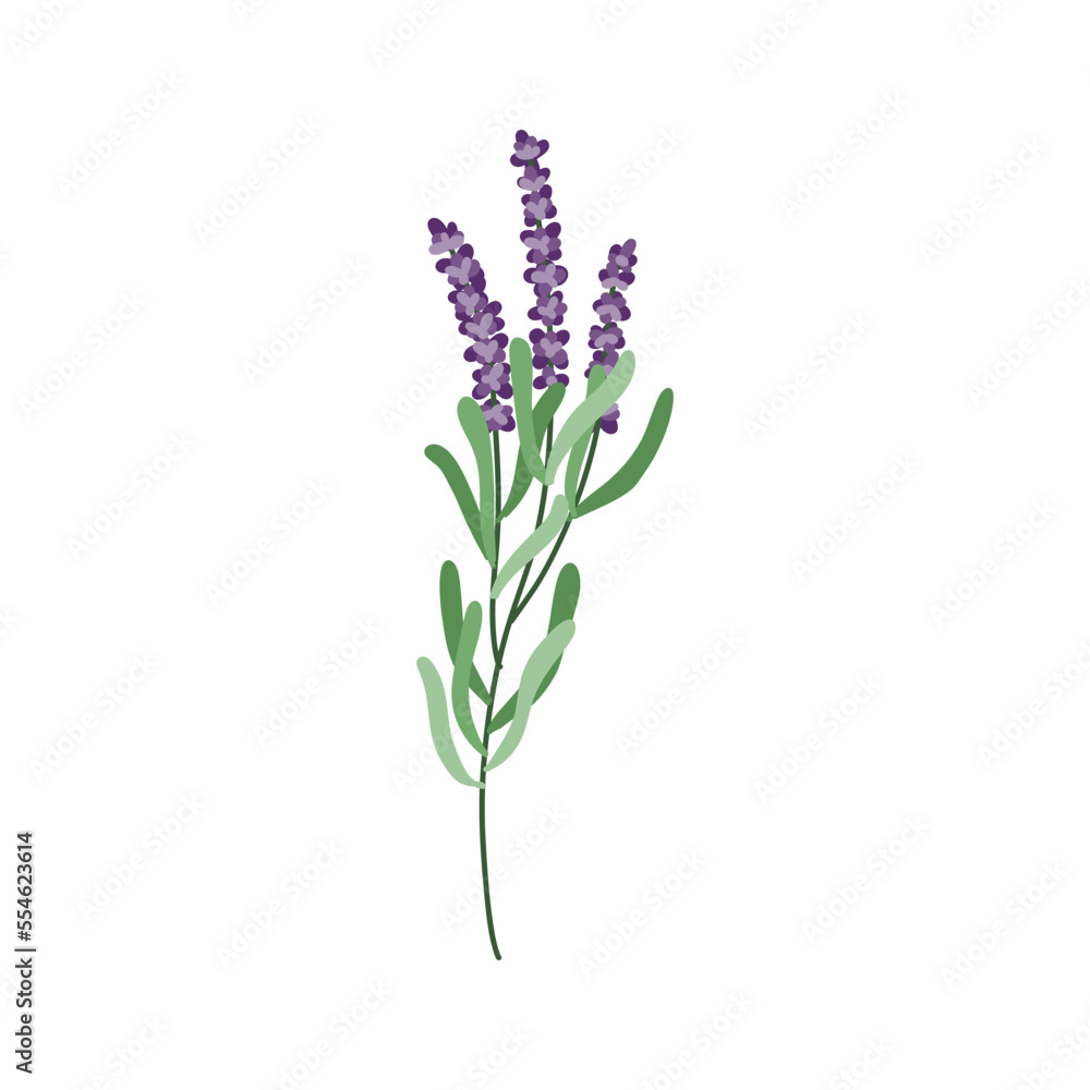 Obraz premium Lavender flower logo. Botanical hand drawn vintage floral collection