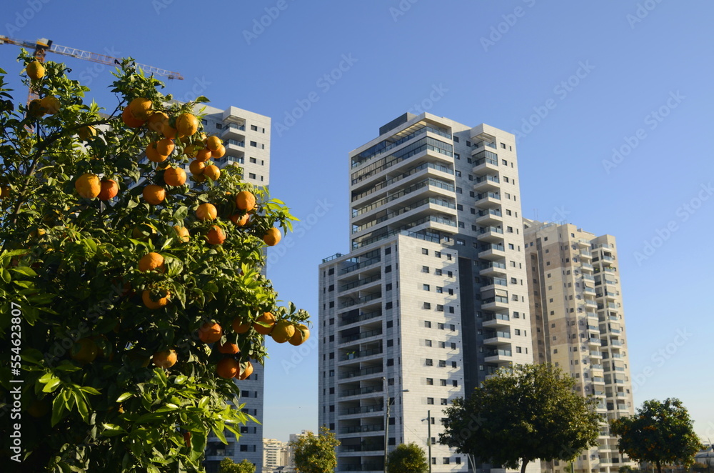 Modern high-rise residential buildings under blue sky. Tree with orange fruits in the foreground. Construction crane. Concept: a pleasant place to live, a real estate agency, investment. Copy spase