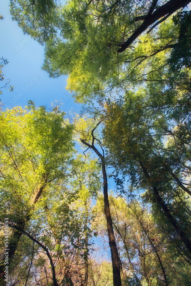Fototapeta premium autumn in the forest