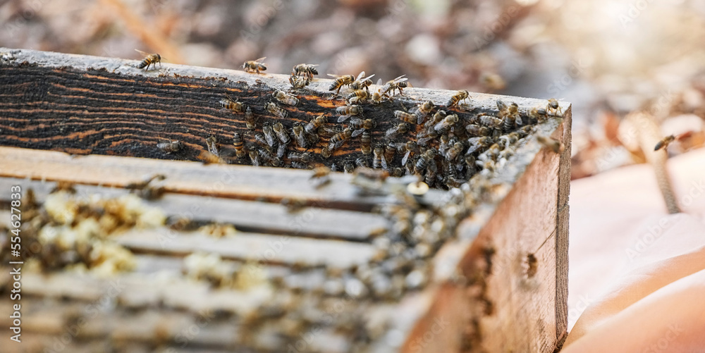 Bees with wood box, bee farming and natural, beeswax and honeycomb for honey production, agriculture and organic product. Insect zoom, beekeeping and organic food with sustainability, nature and farm Bees with wood box, bee farming and natural, beeswax and honeycomb for honey production, agriculture and organic product. Insect zoom, beekeeping and organic food with sustainability, nature and farm