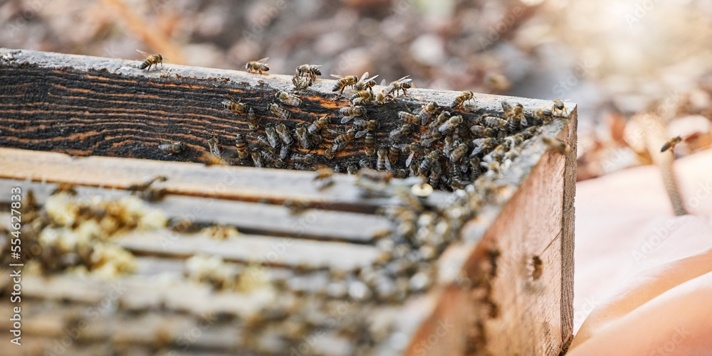 Bees with wood box, bee farming and natural, beeswax and honeycomb for honey production, agriculture and organic product. Insect zoom, beekeeping and organic food with sustainability, nature and farm