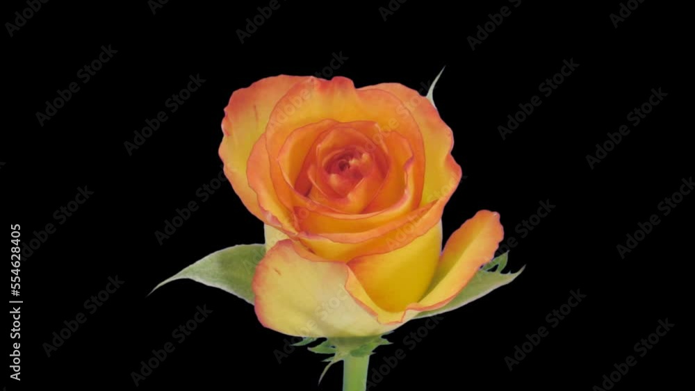 Time lapse of opening yellow Birdy rose with ALPHA transparency channel isolated on black background
Time lapse of opening yellow Birdy rose with ALPHA transparency channel isolated on black background