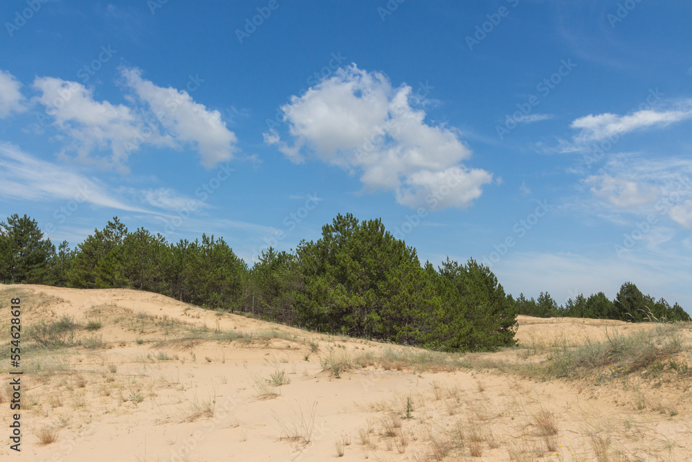 Christmas trees on the edge of the desert 