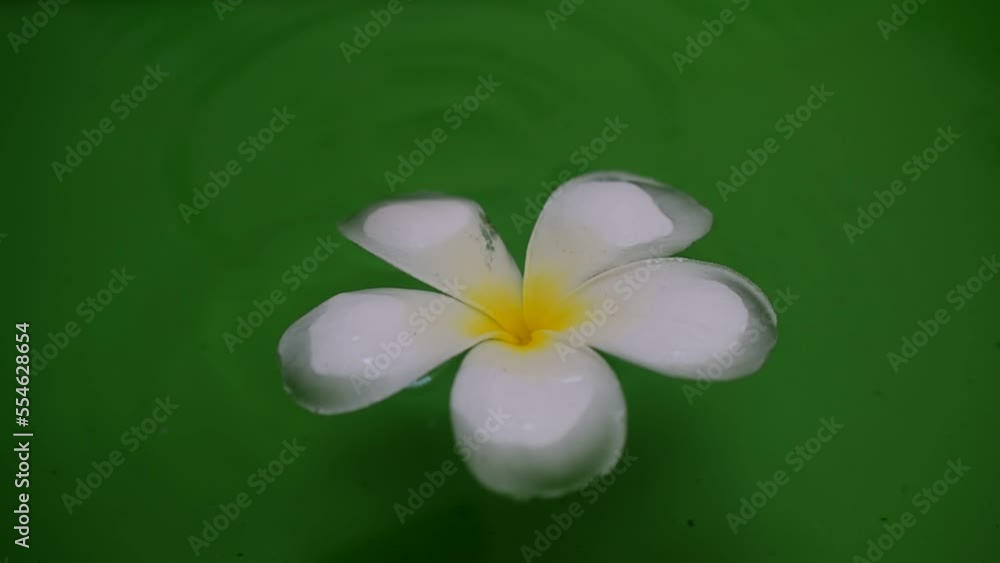 frangipani plumeria flower frangipani plumeria flower