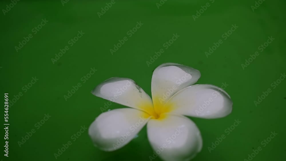 white frangipani flower white frangipani flower