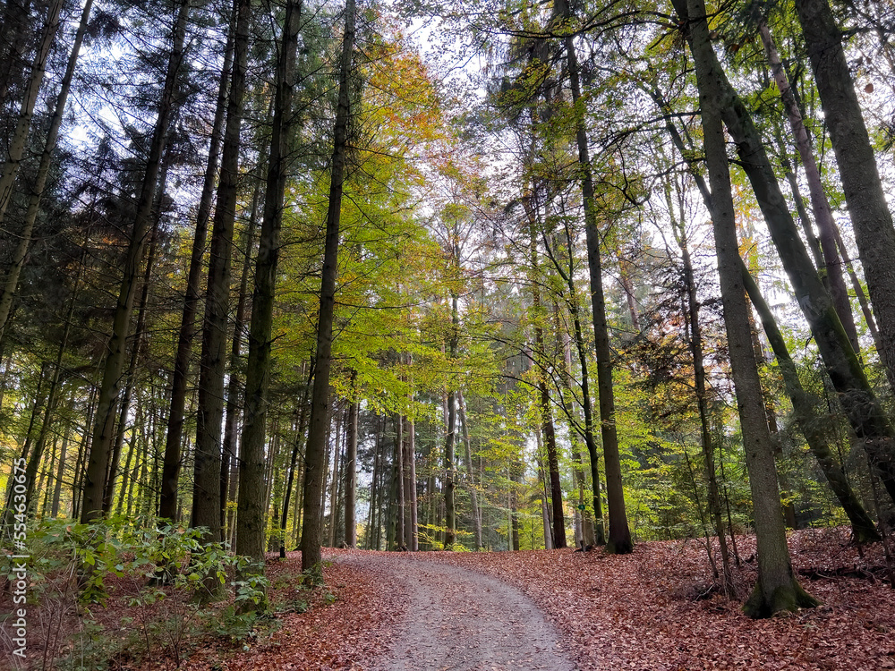 Obraz premium Lonely Bavarian Autumn forest path to reload batteries and reduce stress 