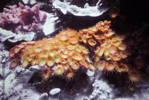 Sea anemones on a rock