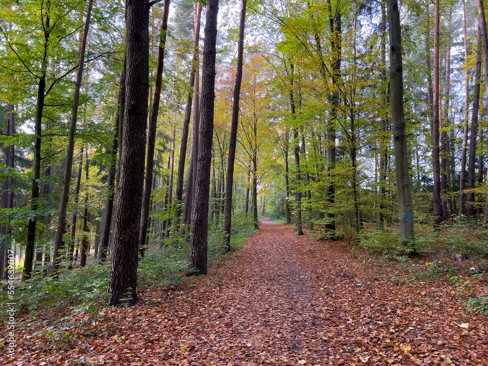 Fototapeta premium Lonely Bavarian Autumn forest path to reload batteries and reduce stress 