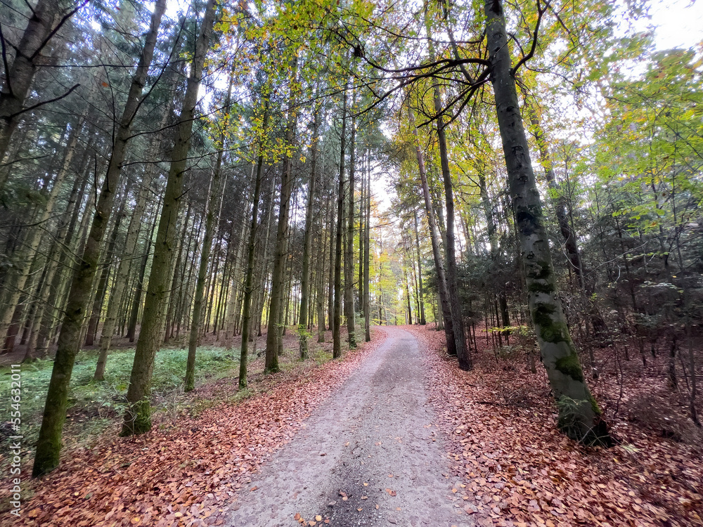 Fototapeta premium Lonely Bavarian Autumn forest path to reload batteries and reduce stress 