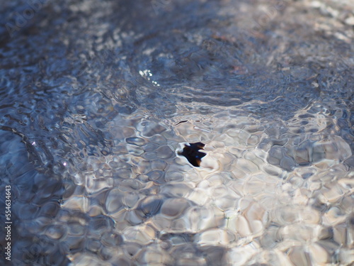 丸池湧水