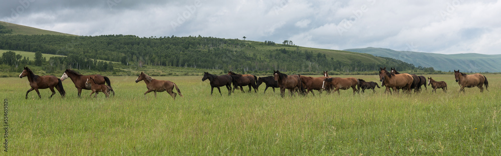 A herd of horses runs through the pasture against the background of mountains and blue sky. Panoramic shooting, banner for your advertising A herd of horses runs through the pasture against the background of mountains and blue sky. Panoramic shooting, banner for your advertising