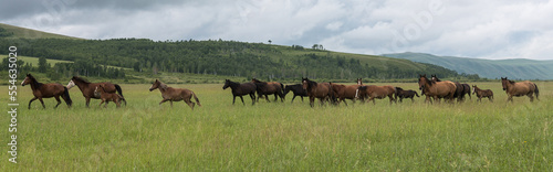 A herd of horses runs through the pasture against the background of mountains and blue sky. Panoramic shooting, banner for your advertising