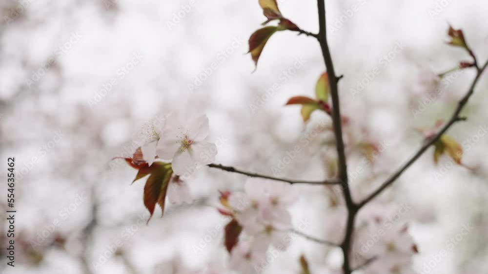 Slow motion background of pink cherry blossom Slow motion background of pink cherry blossom