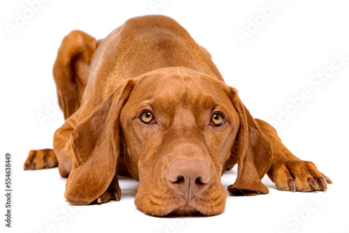 Beautiful hungarian vizsla dog full body studio portrait. Dog lying with head down on the ground and looking at camera, isolated over white background.