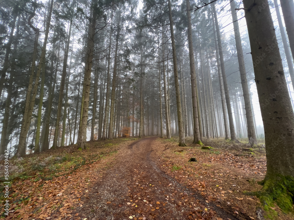 Obraz premium Mystic Bavarian Autumn forest path to be alone and think about issues of life