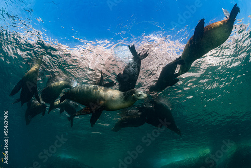 young sea lion playing with a scuba diver in La Paz Baja California