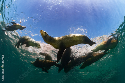 young sea lion playing with a scuba diver in La Paz Baja California