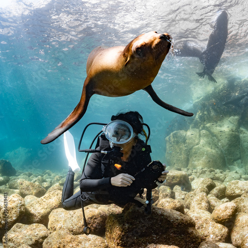 Принти на полотні young sea lion playing with a scuba diver in La Paz Baja California