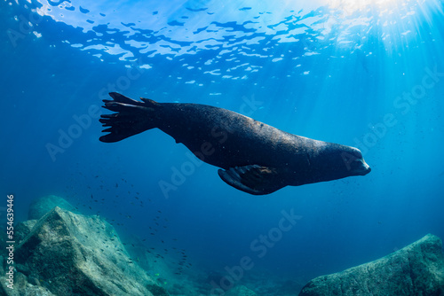 Photography young sea lion playing with a scuba diver in La Paz Baja California
