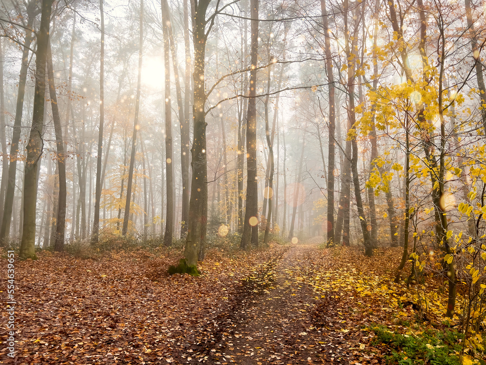 Mystic Bavarian Autumn forest path to be alone and think about issues of life