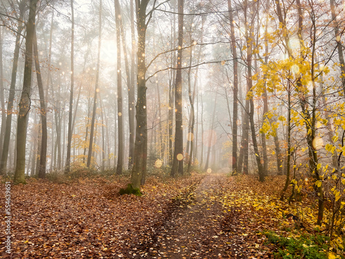 Mystic Bavarian Autumn forest path to be alone and think about issues of life © Wolfgang Hauke