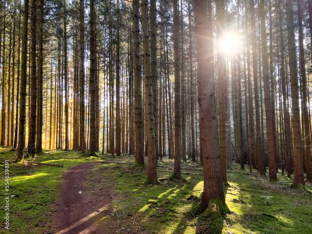 Obraz premium Mystic Bavarian Autumn forest path to be alone and think about issues of life