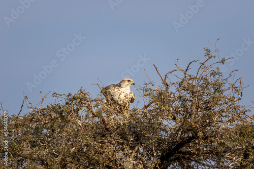 Saker falcon or Falco cherrug closeup during winter migration at jorbeer conservation reserve bikaner rajasthan india asia photo