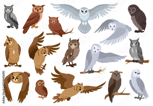 Cartoon owls, woods birds species. Wildlife feathered animals, wise forest owl birds flat vector illustration set. Owls collection