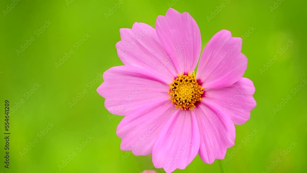 Beautiful cosmos flower in the field, outdoor Chiangmai Thailand Beautiful cosmos flower in the field, outdoor Chiangmai Thailand