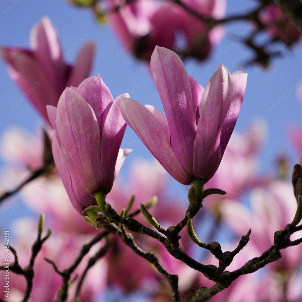 Fototapeta premium Magnolias , fleurs printanières .