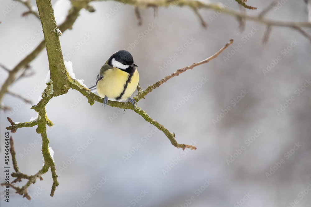 Kohlmeise, Great tit, parus major, sitzt im Winter auf einem Zweig Kohlmeise, Great tit, parus major, sitzt im Winter auf einem Zweig